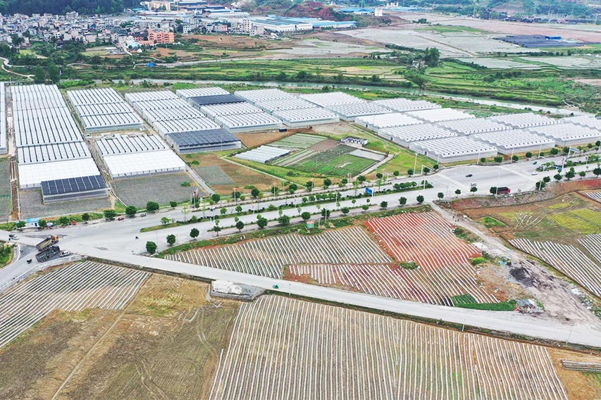 cluster type Fertilizing machine