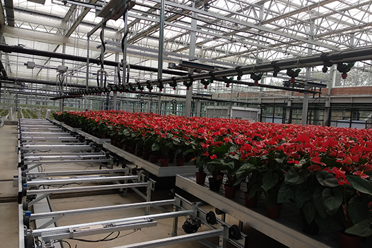 Potted Planting Factory-Henan Project