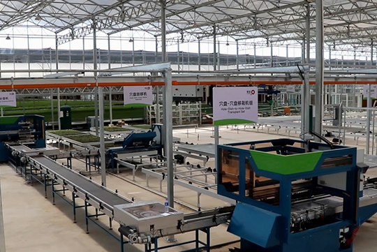 Factory Seedling-Inner Mongolia Project