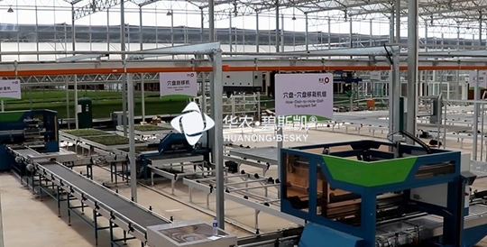 Factory Seedling-Inner Mongolia Project