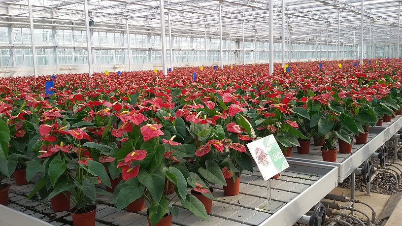 华农河南项目4-潮汐苗床