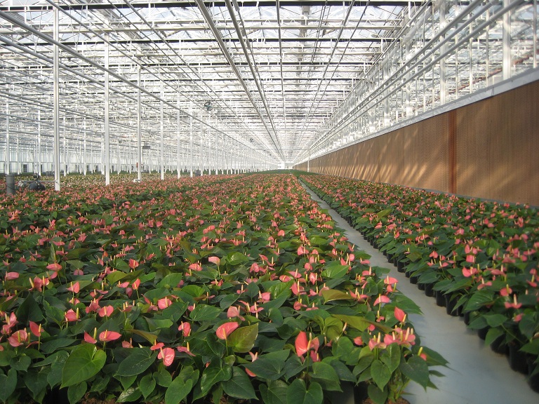 温室设计-天津项目